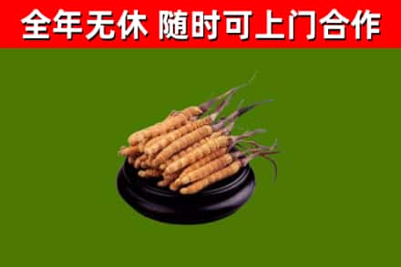 广州烟酒回收冬虫夏草.jpg
