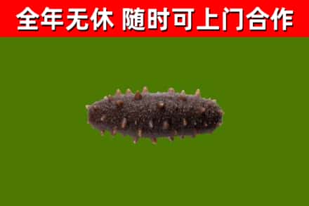 广州烟酒回收干海参.jpg